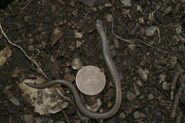 Comment les différentes versions de l'Apple Watch se comparent-elles en termes de fonctionnalités de santé ?